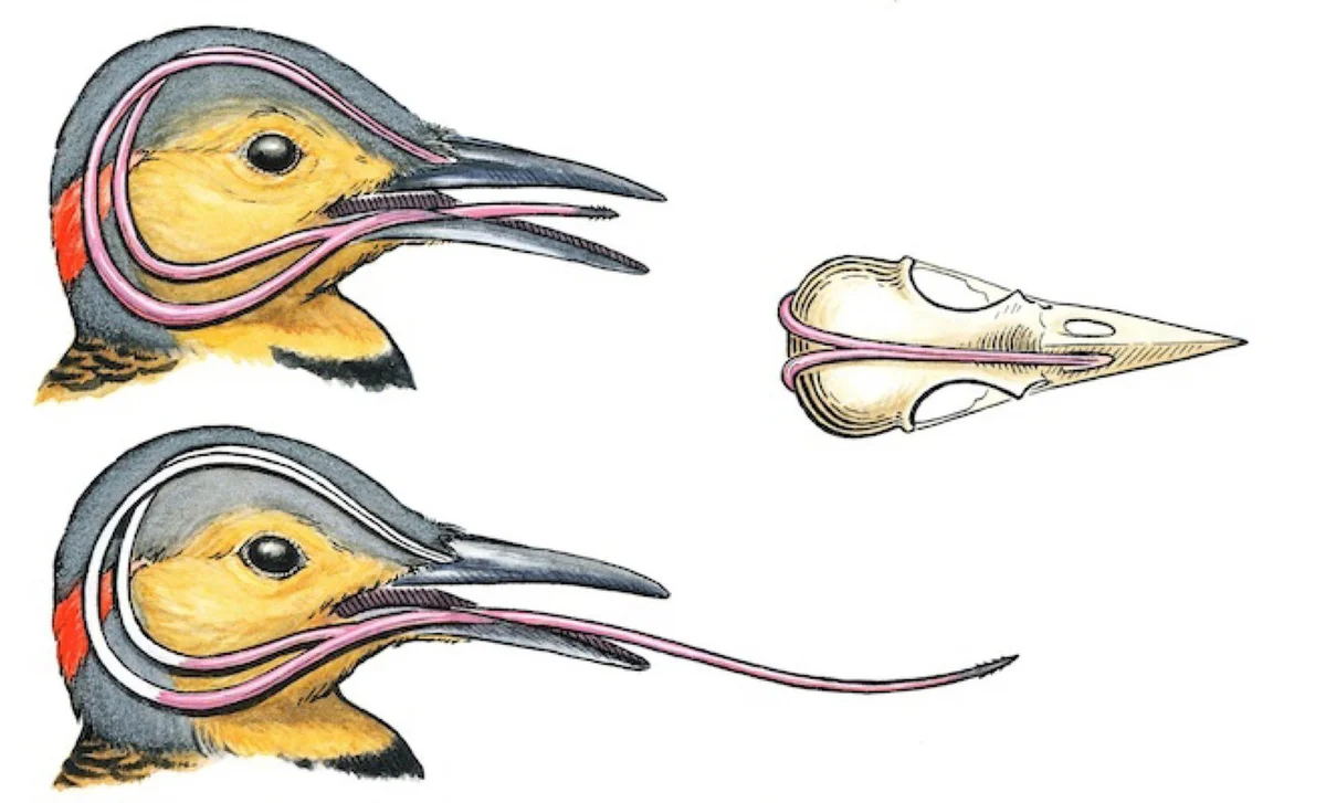 Какая форма птиц. Дятла язык обернут вокруг черепа. Язык Дятлов. Строение клюва дятла. Строение языка дятла.