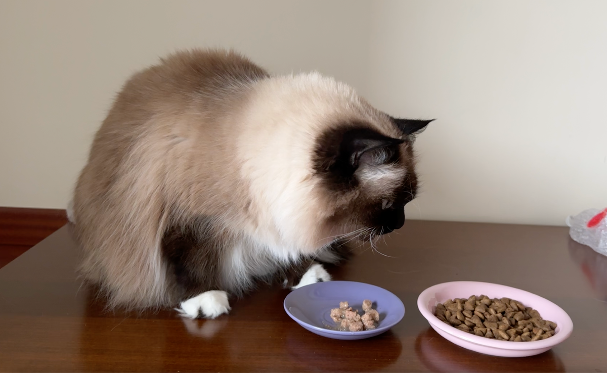 Большинство владельцев кошек понимают важность кормления питомцев качественной едой, но к выбору миски не все подходят так же ответственно.-2