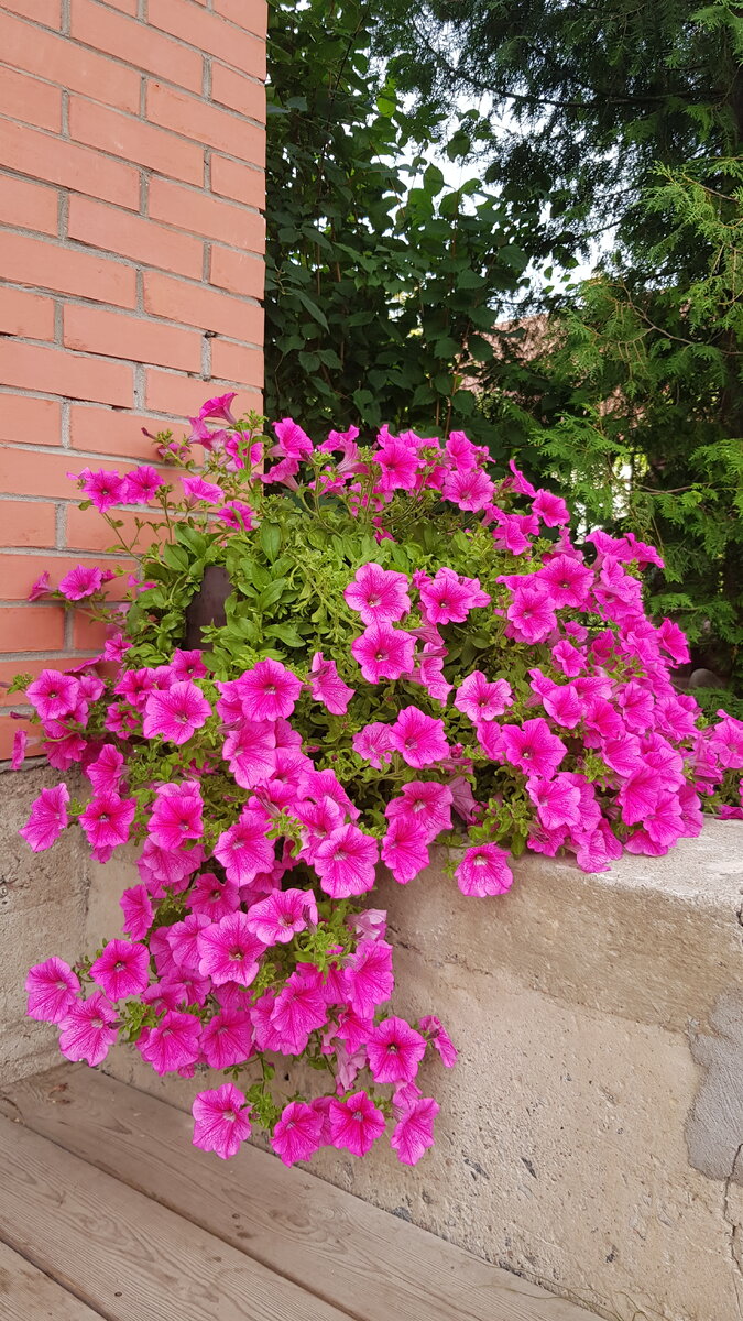 сурфиния Hot Pink - август