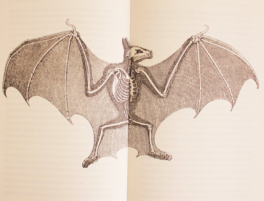 Большой плюс книги — иллюстрации. Так как главная героиня — учитель биологии, то и иллюстрации соответствующие.