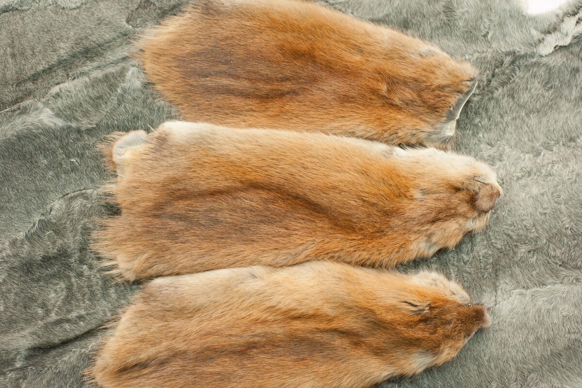 Ондатровые шкурки.
