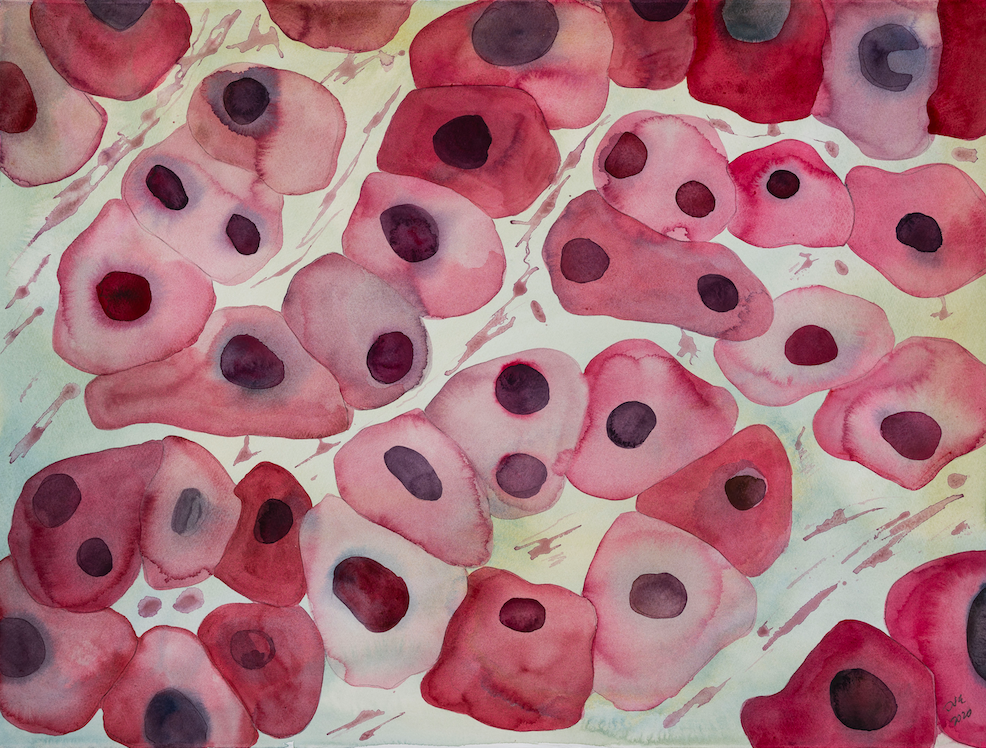     Интевальное голодание стимулирует рост и деление клеток печени. Фото: Biolamina.com