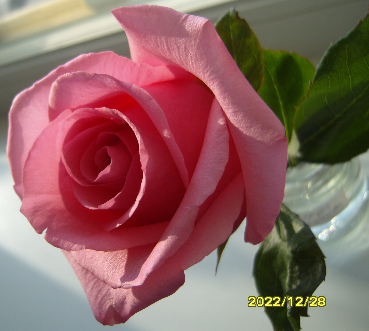 Роза из цветочного магазина в банке с водой