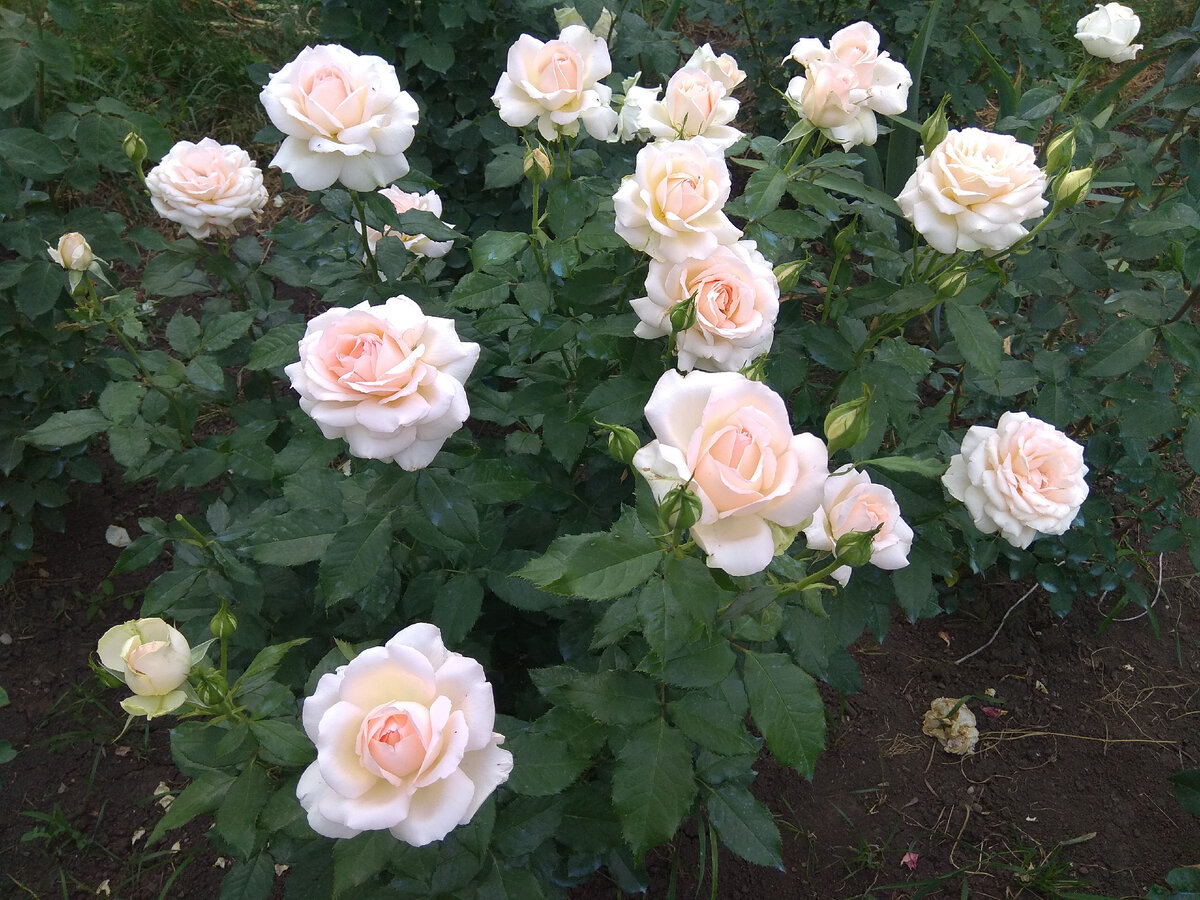 Сравнение сортов роз