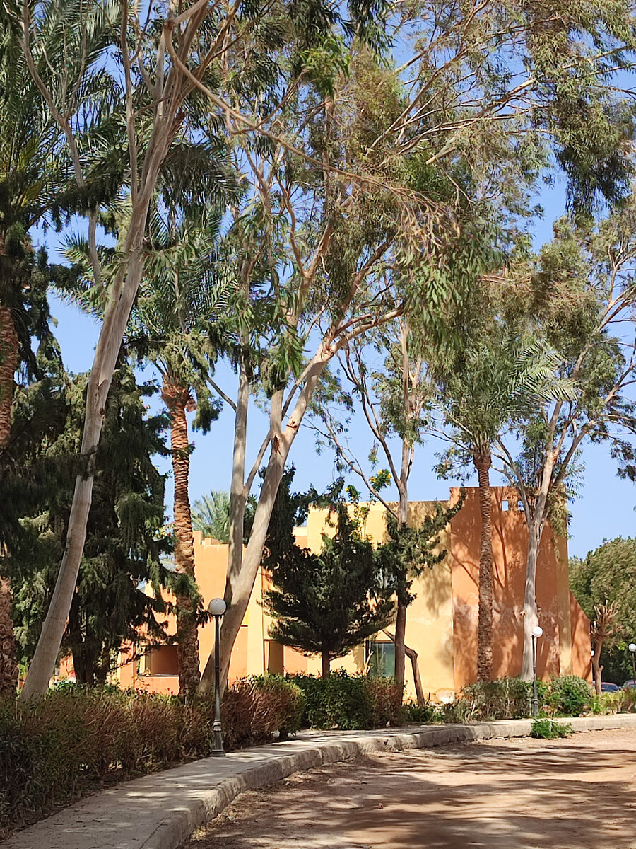 Эвкалиптовая аллея