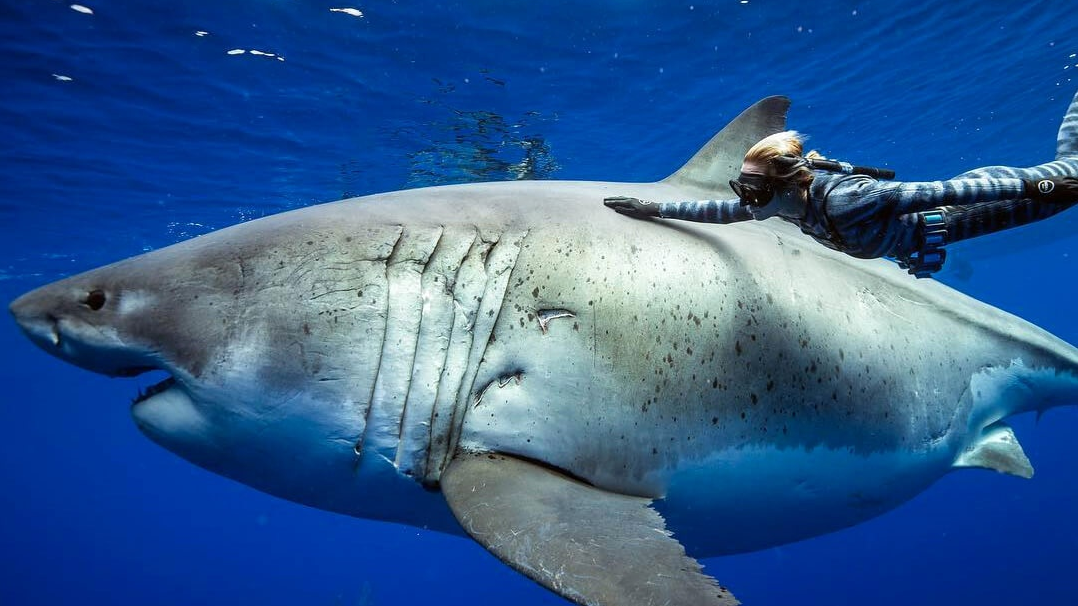 Большая белая акула. Дип Блю акула. Оушен Рамси (Ocean Ramsey). Оушен Рамси белая акула. Большая белая акула дип Блю.