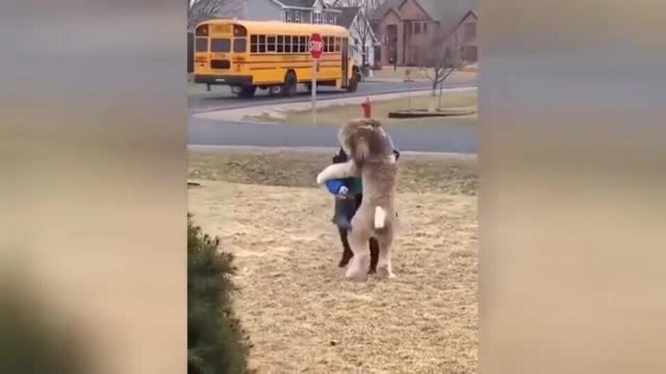     Объятия пса и ребенка растопили сердца интернет-пользователей Скриншот видео