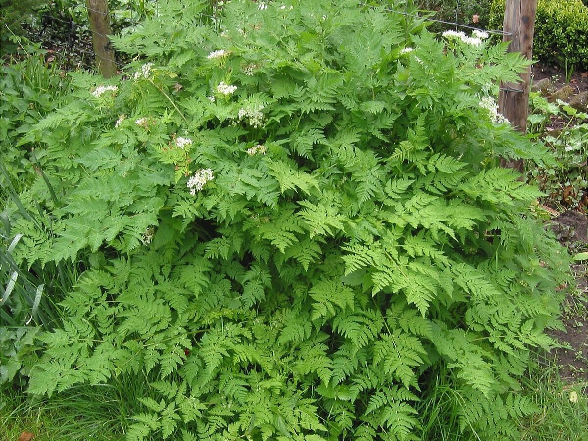 Кервель ажурный. Фото: wikipedia.org