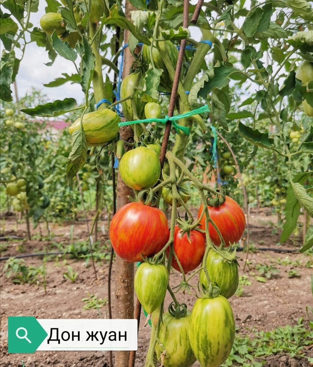 Don tomato. Томат Дон Жуан. Помидоры сорт Дон Жуан. Сорт томата Дон Жуан. Семена томата Дон Жуан.