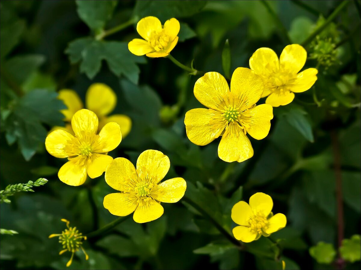 Лютик (фото из открытых источников)