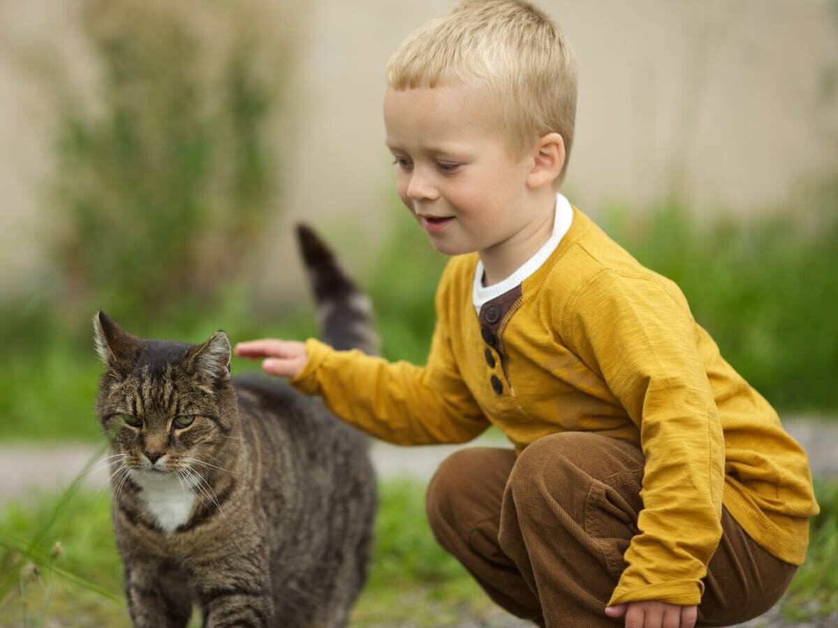 Погладь кошку. Источник фото: https://kotello.ru/wp-content/uploads/2015/08/kak-gladit-koshku-kotello.ru-001.jpg