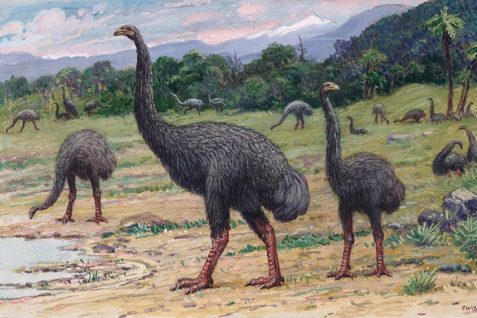 Птицы моа, современное изображение.