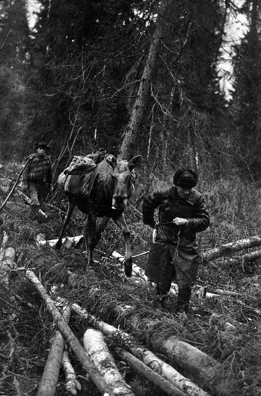 Лось с вьюком. Лосеферма Печоро-Илычского заповедника