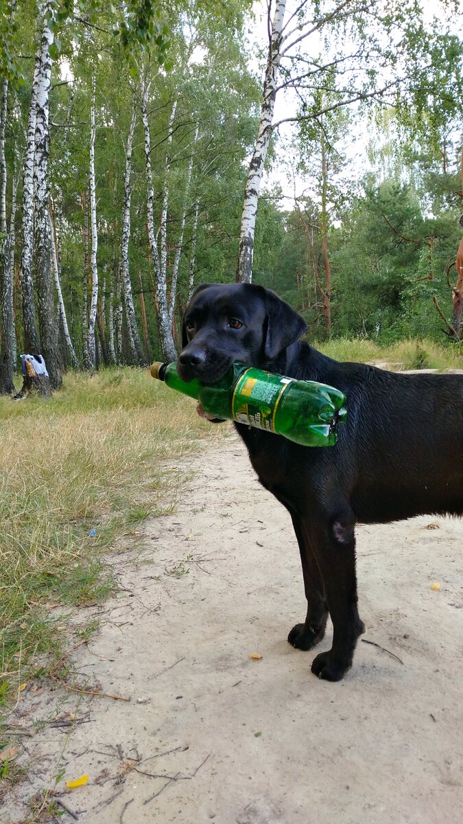 четырёхлапый плоггингист 
