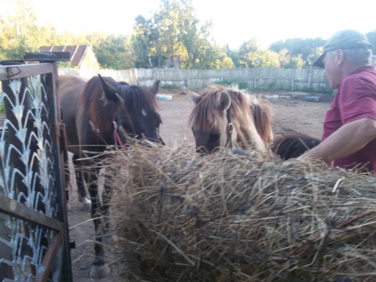 Помощничек, которого сегодня с утра не было, Фото автора вчерашнее