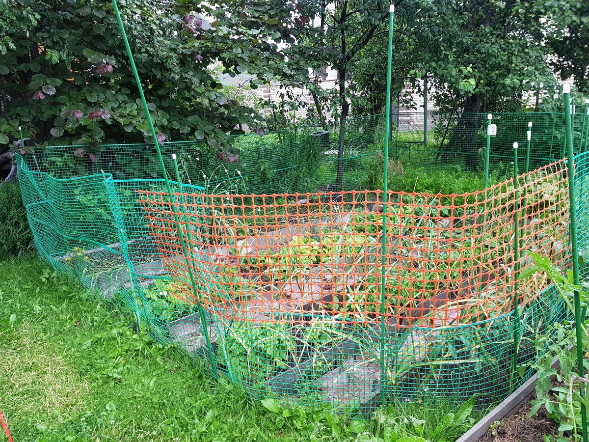 мой несчастный огородик. фото автора