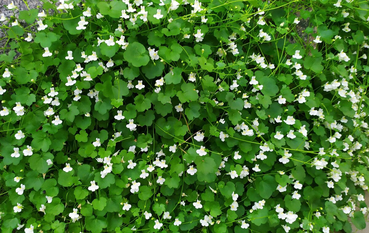 Цимбалярия Постенная Купить фото 13