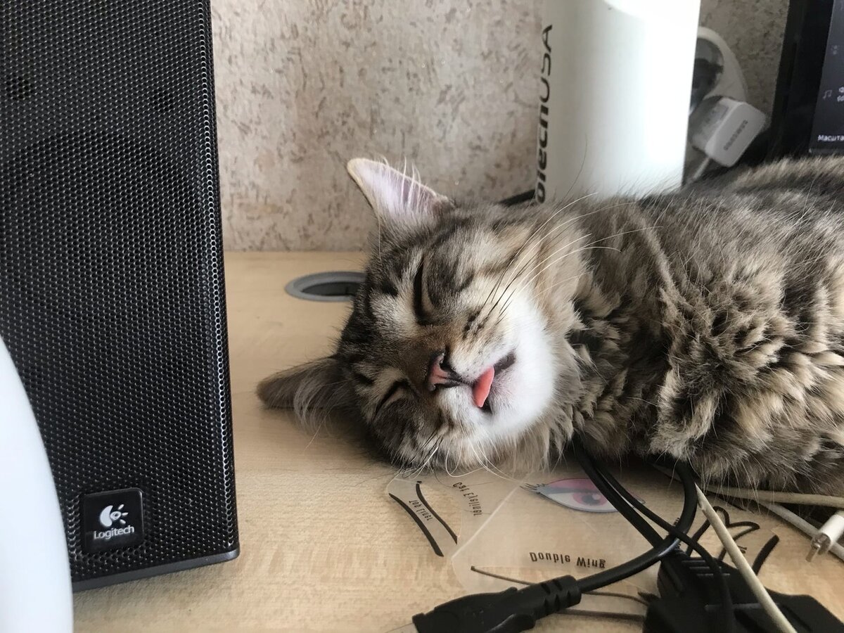 Кстати. Если у кошки язык находится в таком положении не только во время сна, а всё время, лучше обратиться к ветеринару. Это может быть нехорошим симптомом. 