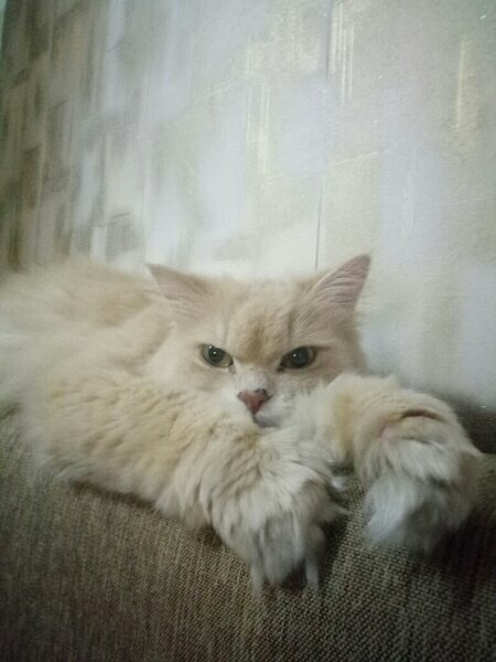 Котики тоже иногда грустят... (Наш Павлушенька) 