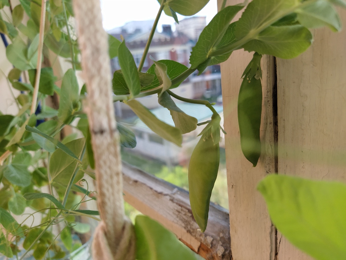 Вырос вкусный и сладкий, хотя я сомневалась, что хотя бы цветочки появятся