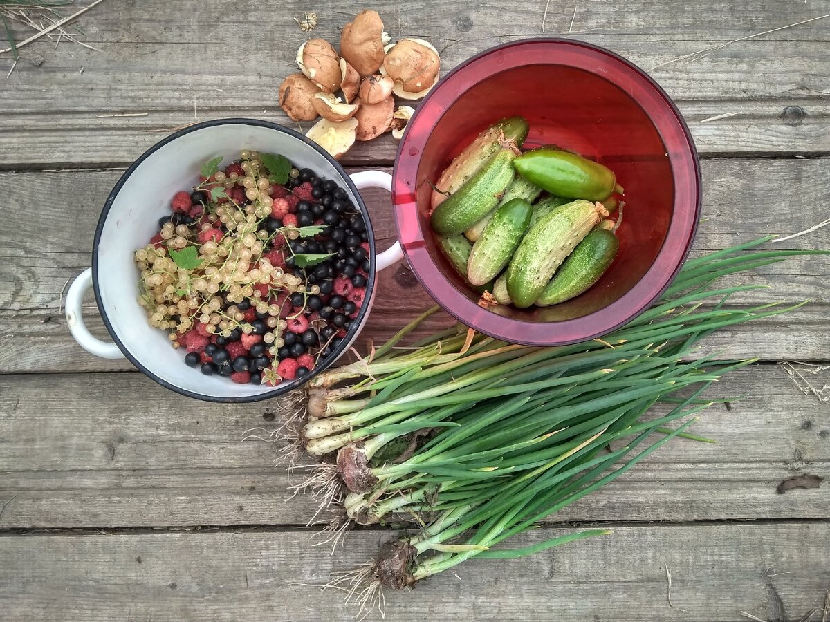 Маслята тоже с нашего участка. Растут под соснами