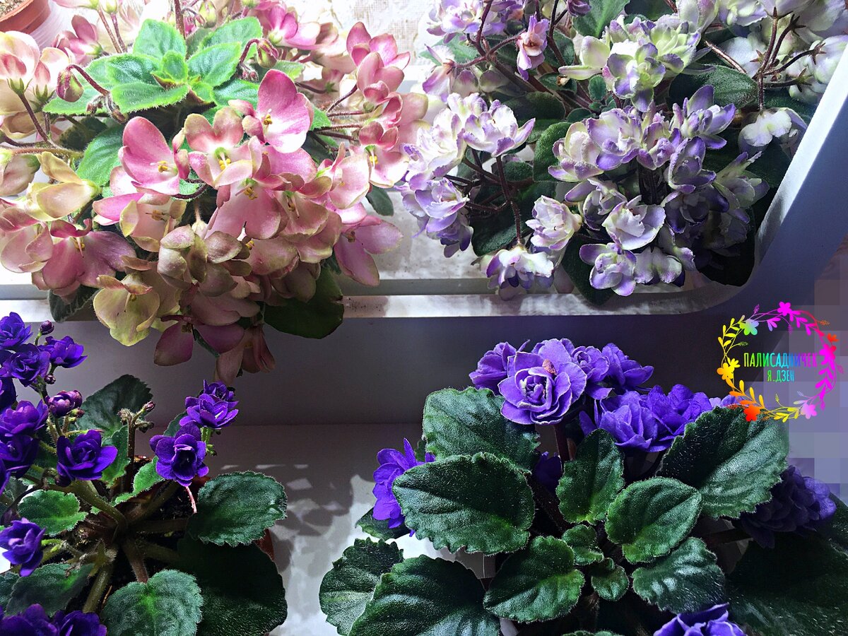 Под лампами цветение наступает действительно очень быстро. И продолжается почти круглый год! БОльшая часть фиалок находится у меня именно в состоянии цветения. 