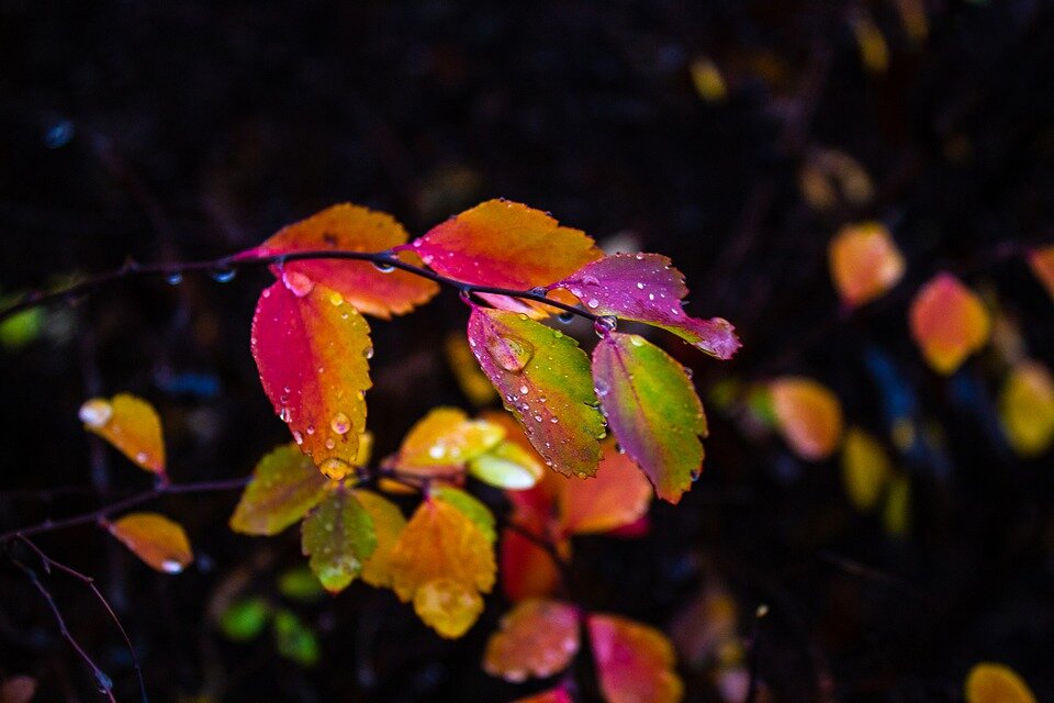pixabay.com/