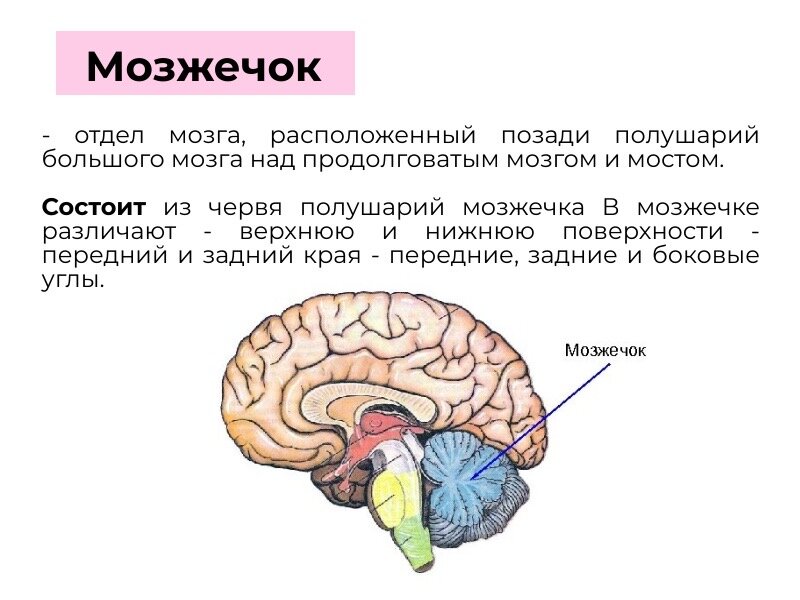 Функциональная анатомия