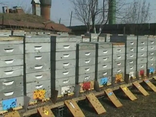 пасека