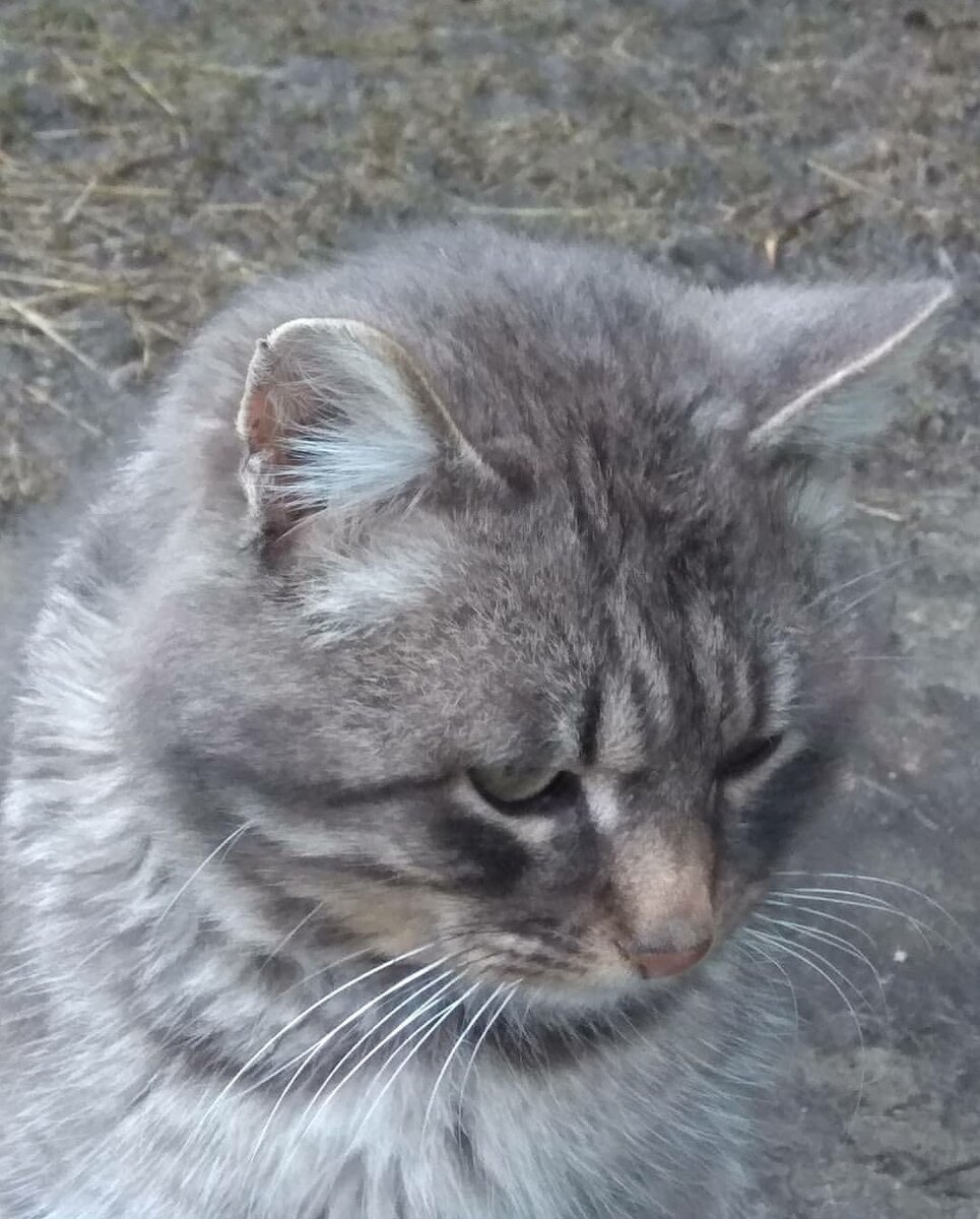 Мне повезло.У меня есть самый красивый в мире кот Вася. И я так рада , что он у меня есть. Как жаль, что не все люди могут себе позволить домашнюю любовь.  