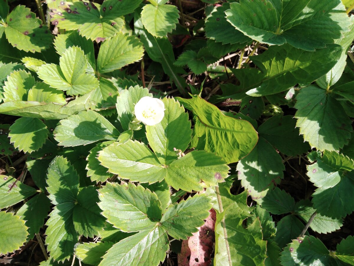 Ещё цветёт.