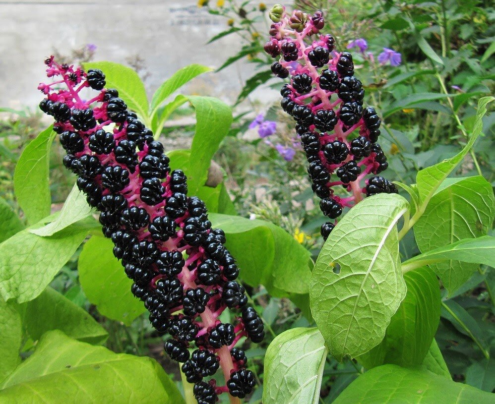 Лаконос американский (Phytolacca Americana L.)