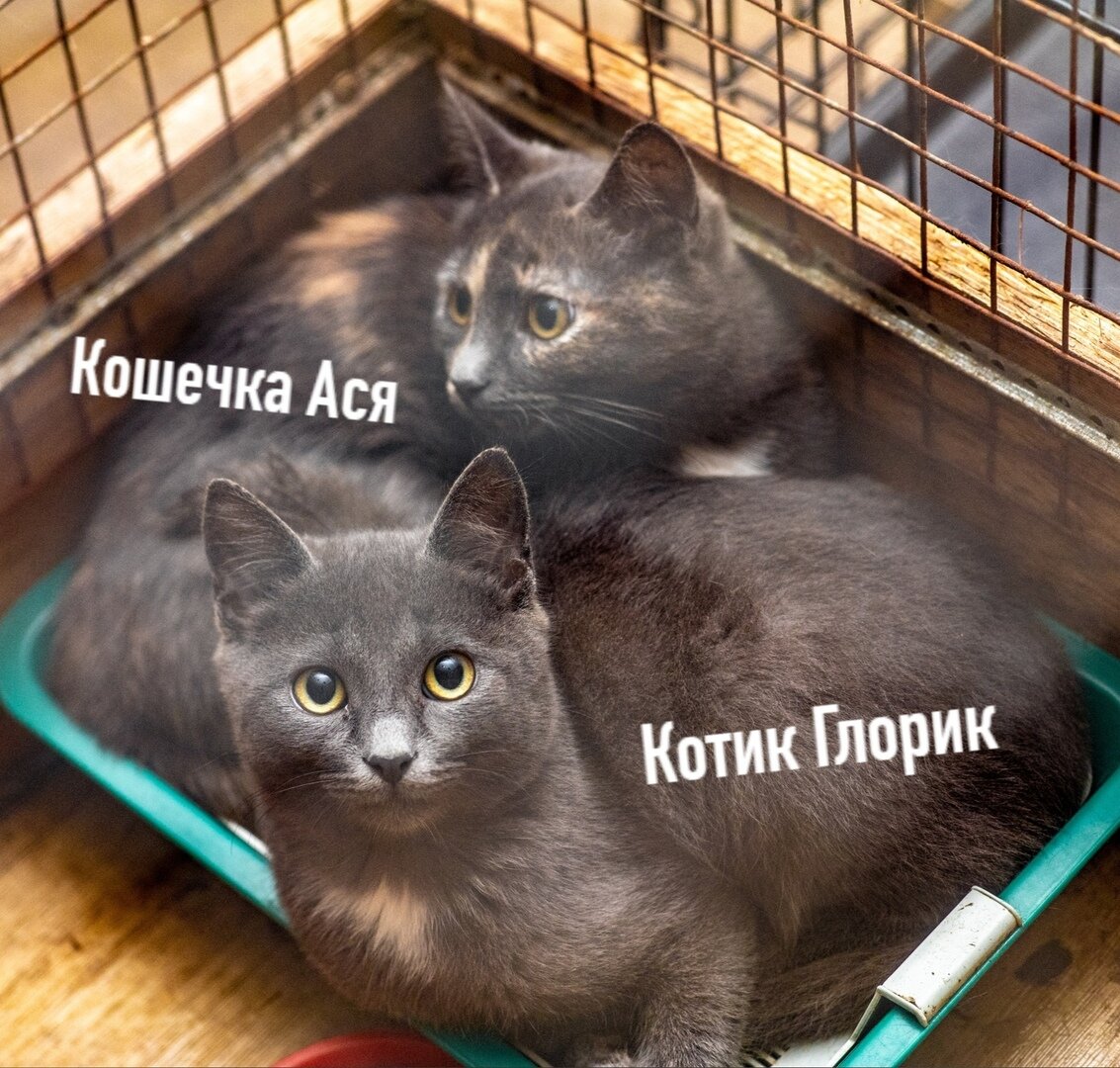 Кошечка Ася и котик Глорик. Источник: зоопансионат "Альма", г. Воронеж.