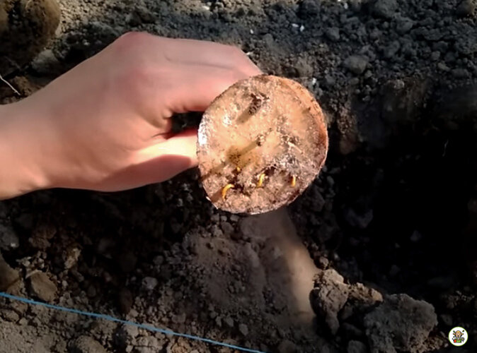 Ловушки от проволочника на огороде. ЛОВУШКА для проволочника из картофеля. Яичная скорлупа против проволочника. От проволочника моркови.