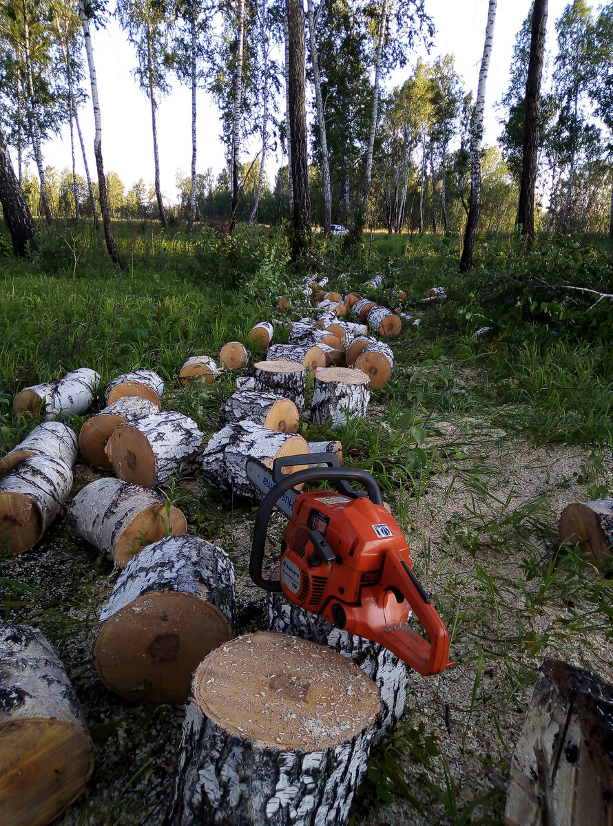 Распиленная берёза