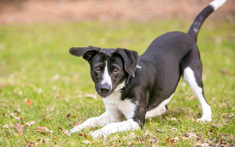 Нередко возбужденное состояние собаки не имеет ничего общего с радостью. Фото gopetplan.com