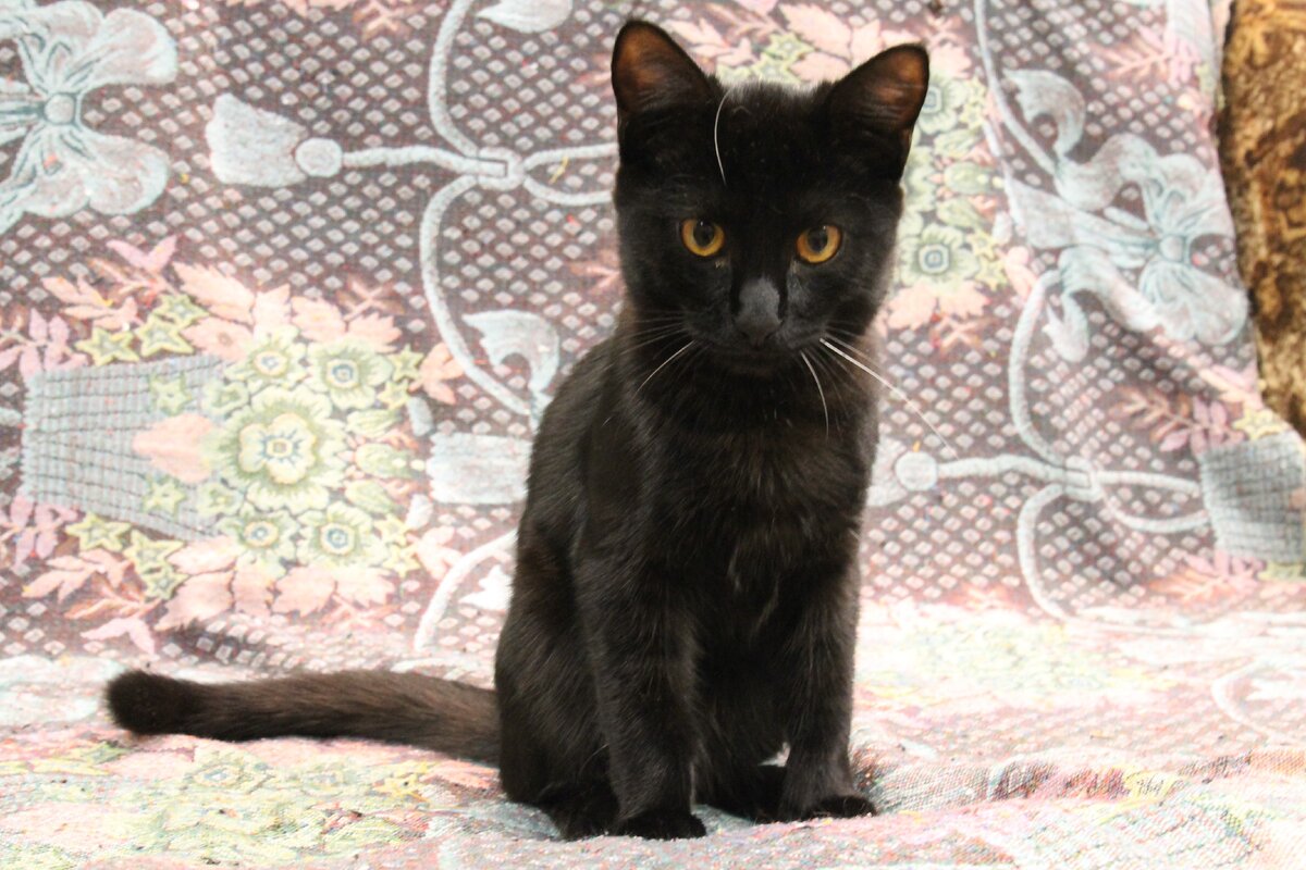 Лизун, мой котик.