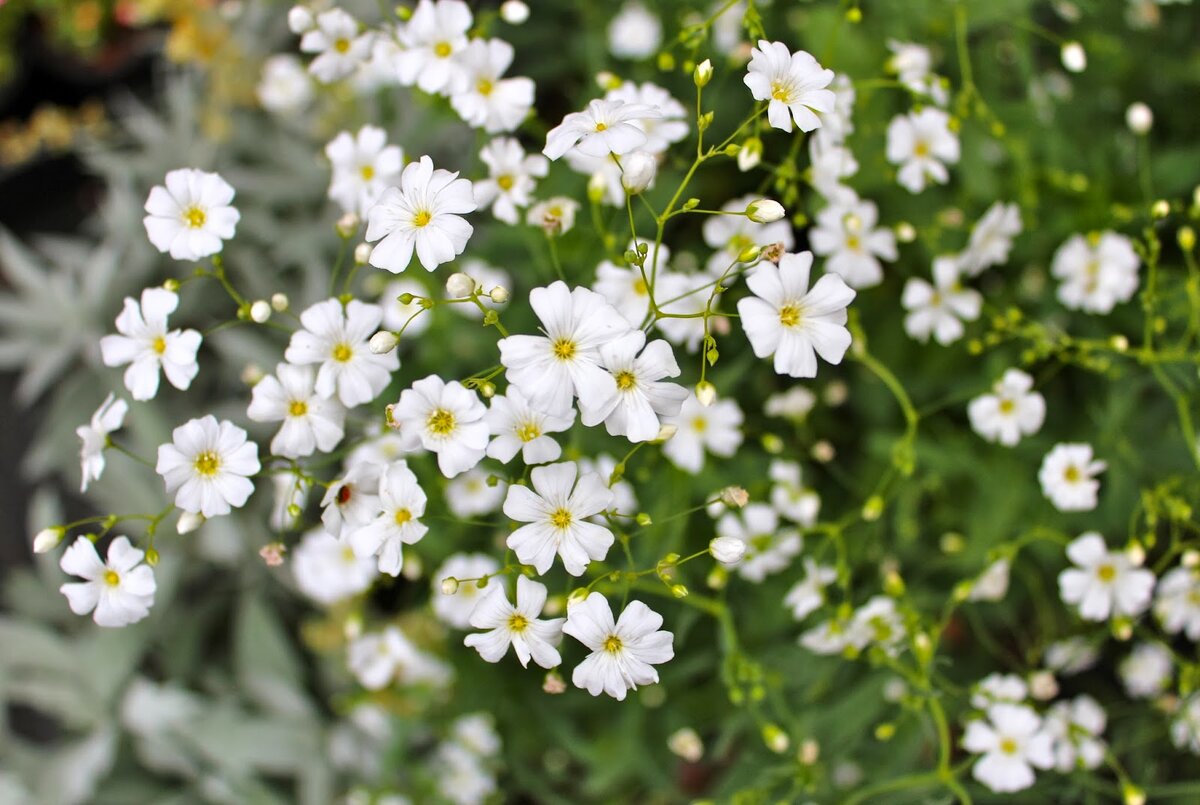 Гипсофила изящная (Gypsophila elegans