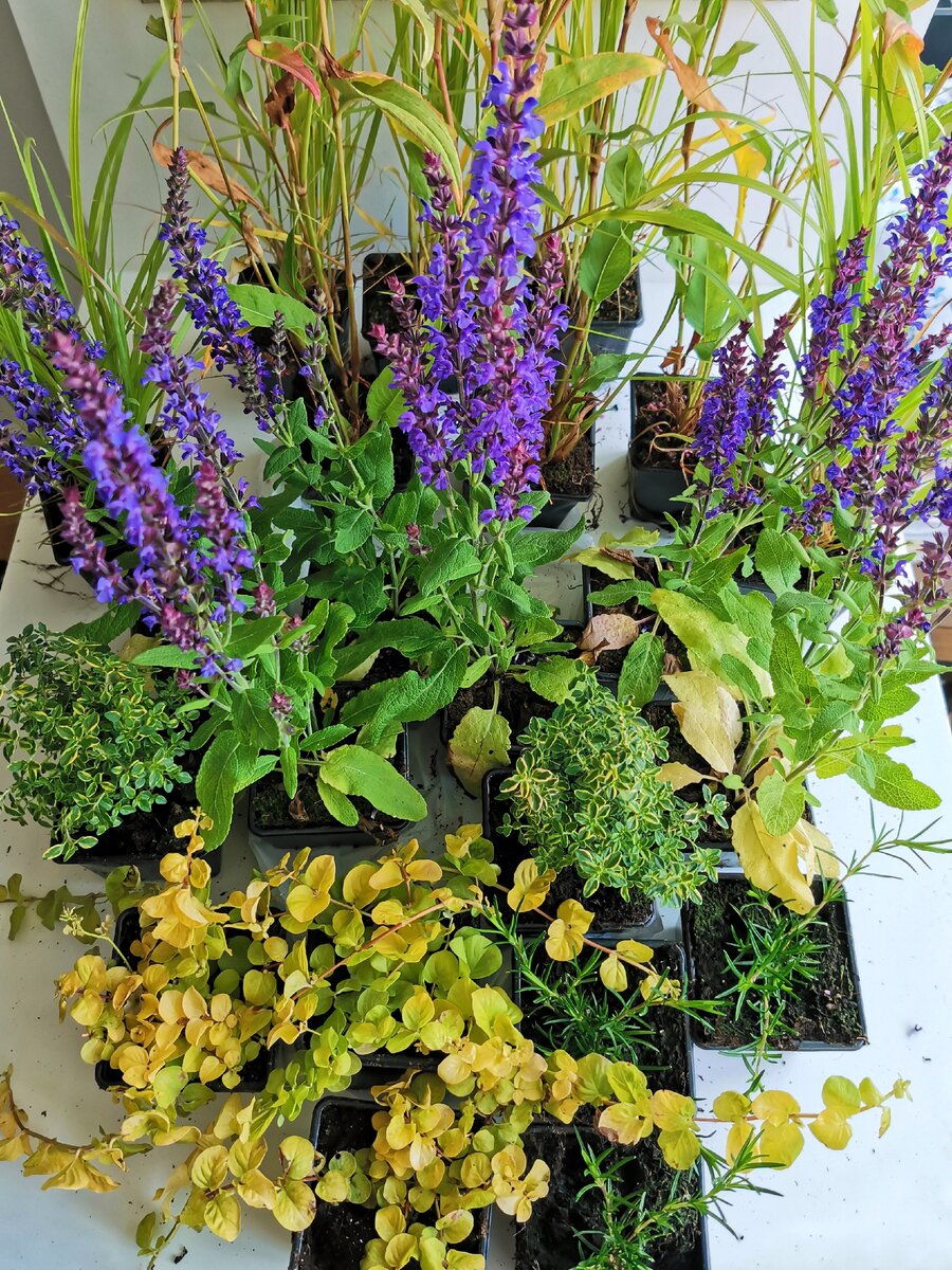 Растения из питомника Garden Plants