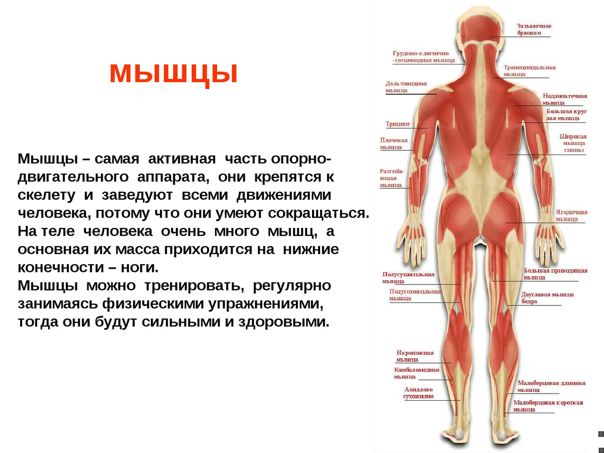 Организм человека имеет. Что такое скелет мышцы опорно двигательная система осанка. Доклад о мышцах человека. Мышцы - активная часть двигательного аппарата.. Презентация на тему мышцы человека.