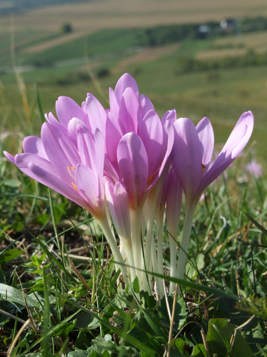 Безвременник весной. Безвременник (Colchicum) Waterlily. Цветок колхикум безвременник. Колхикум безвременник осенний. Крокус осенний безвременник.