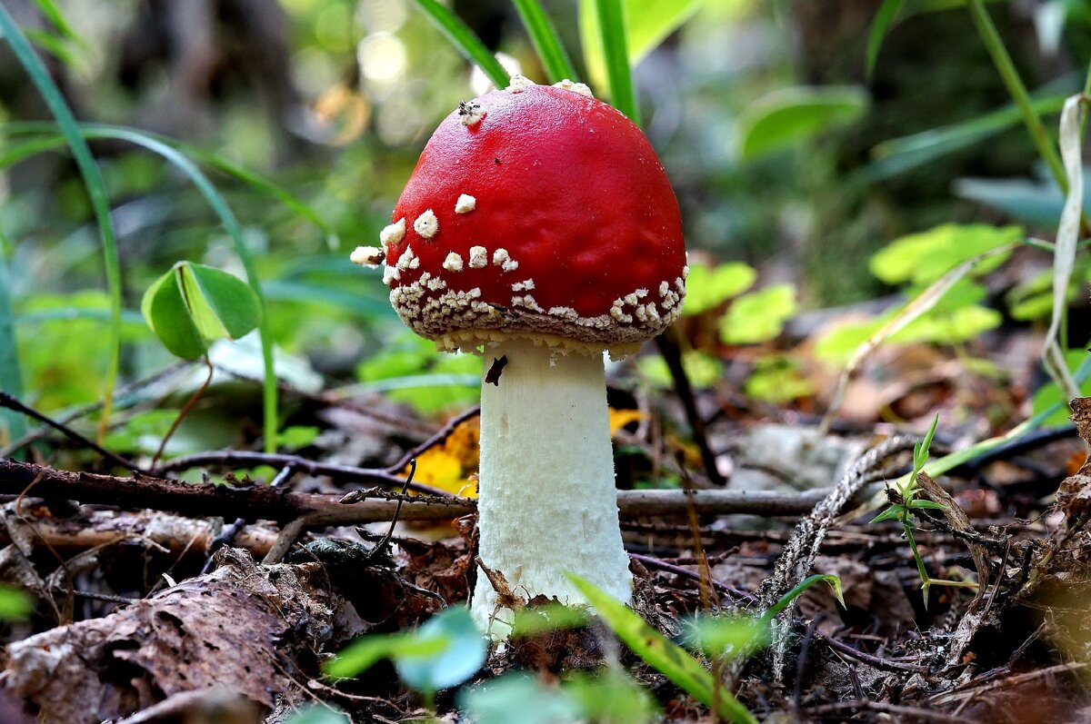 amanita muscaria