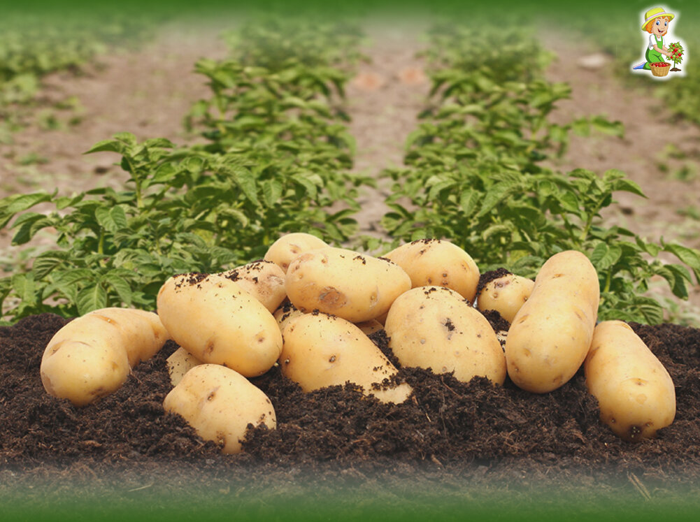 Делюсь советами о том, как ухаживать за почвой после сбора урожая картофеля. Часть2.