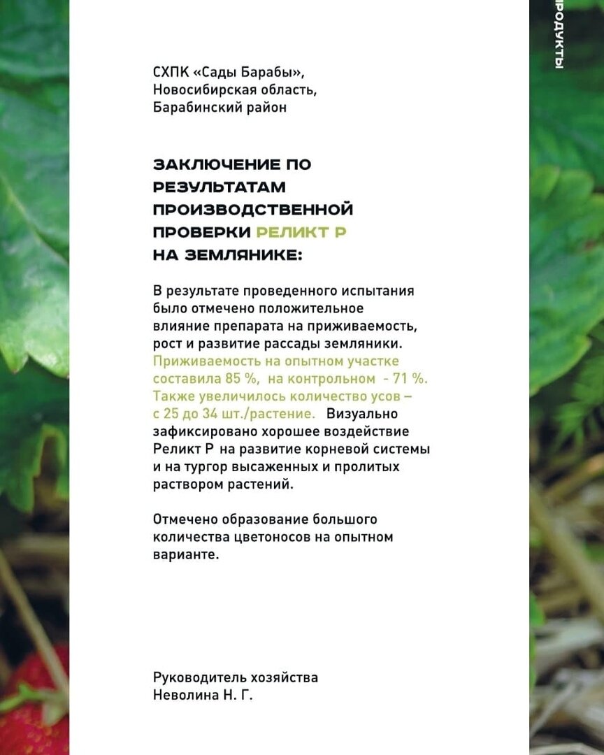 Приживаемость на опытном участке составила 85%. Количество усов увеличилось с 25 до 34 штук на растение.