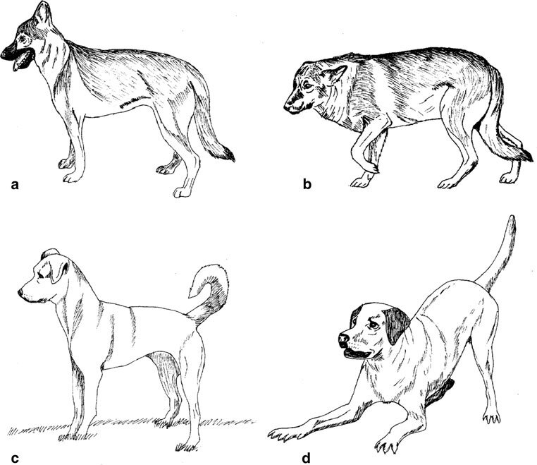 Позы, отражающие эмоциональный фон собаки: а - спокойный (calm), b - послушный (submissive), с - настороженный (alert), d - игривый (playful) (взято из статьи)