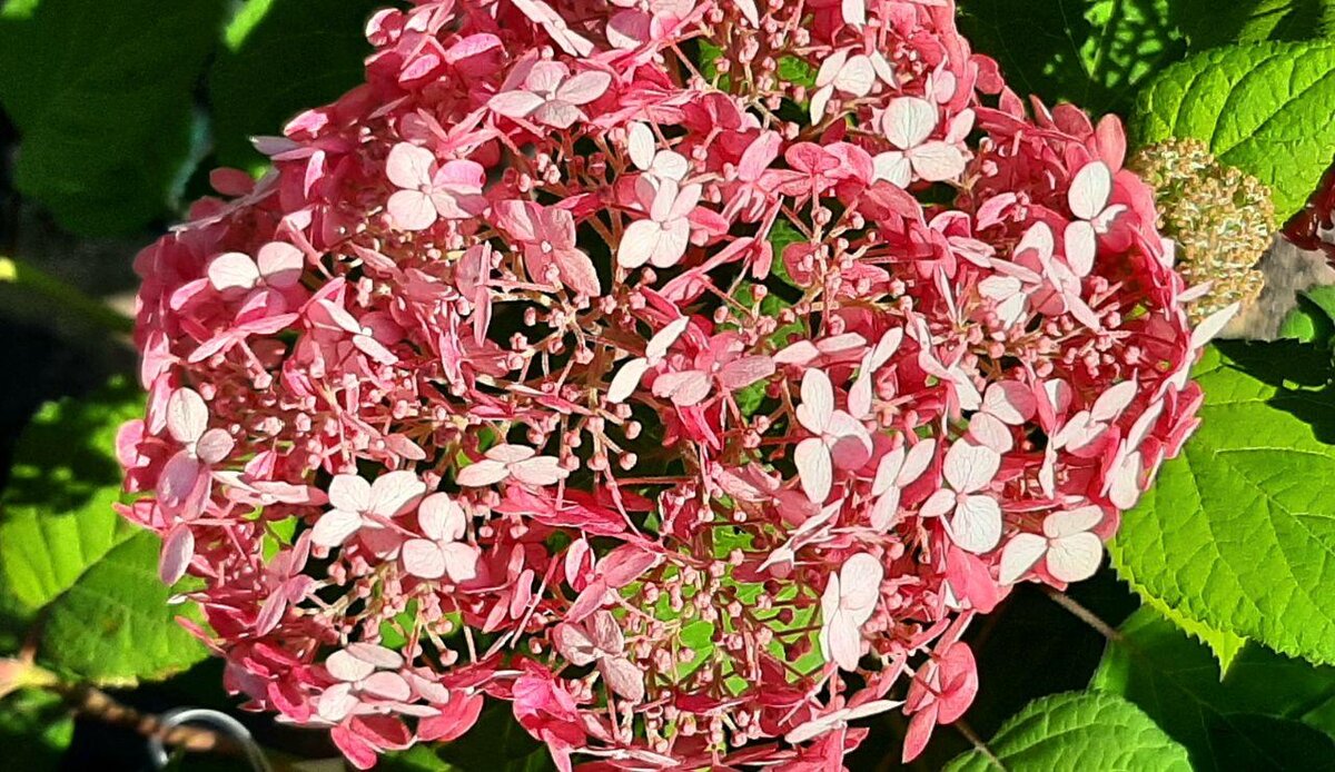 Гортензия древовидная Пинк Анабель