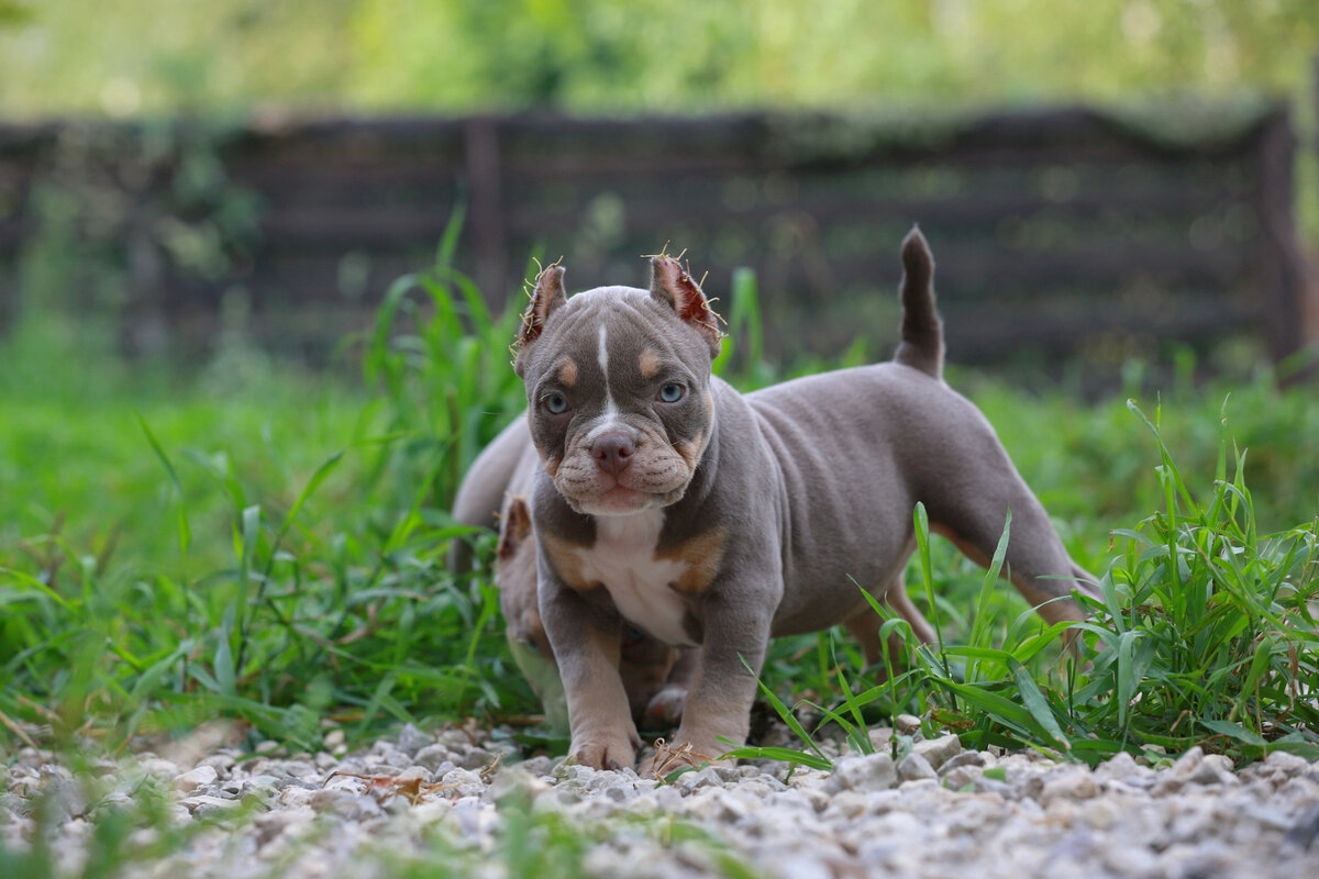 American bully bebe