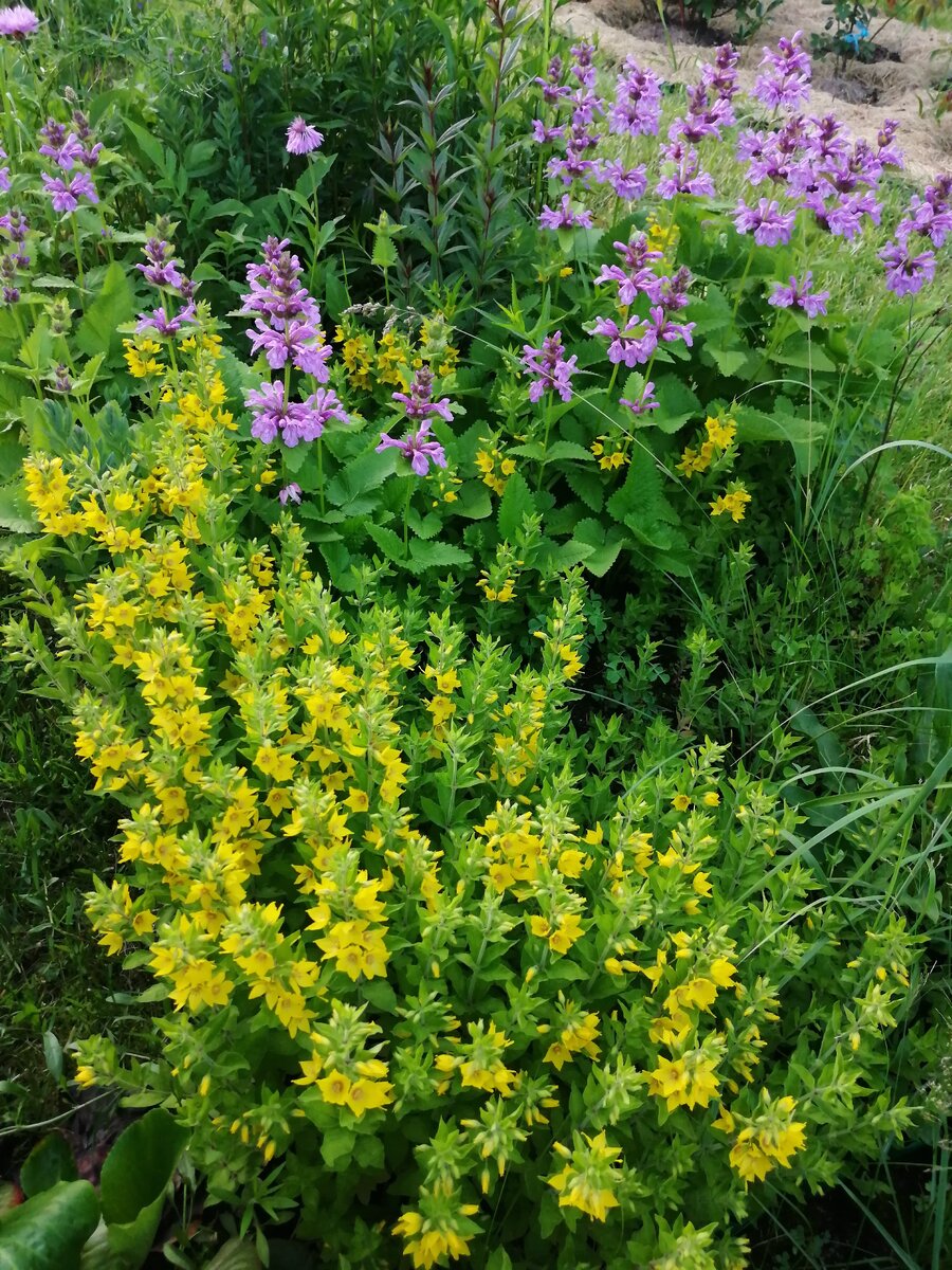 один из цветников, запланированный к "уничтожению", фото автора