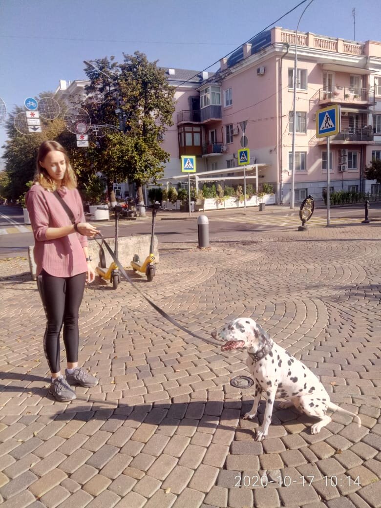 Далматинка Джесика.