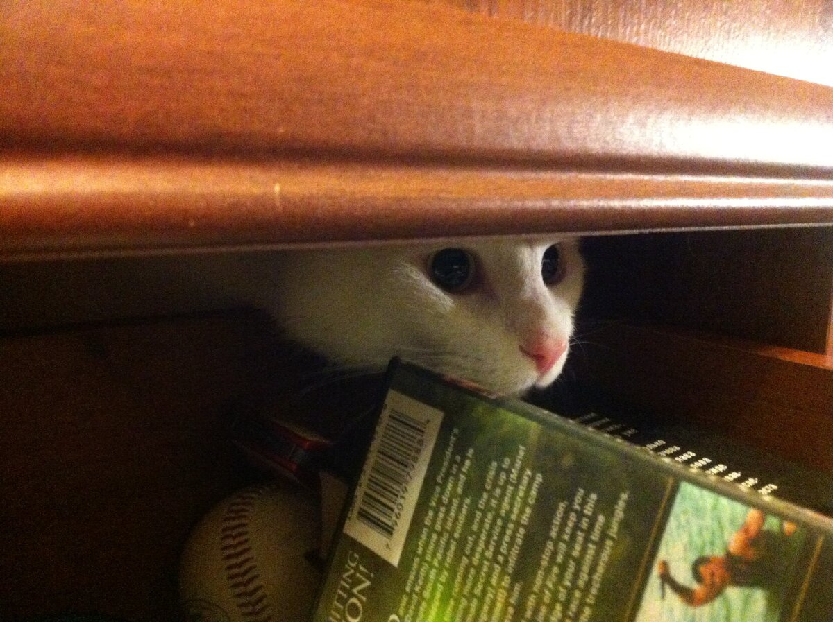 Полка комода - идеальное место для засады!